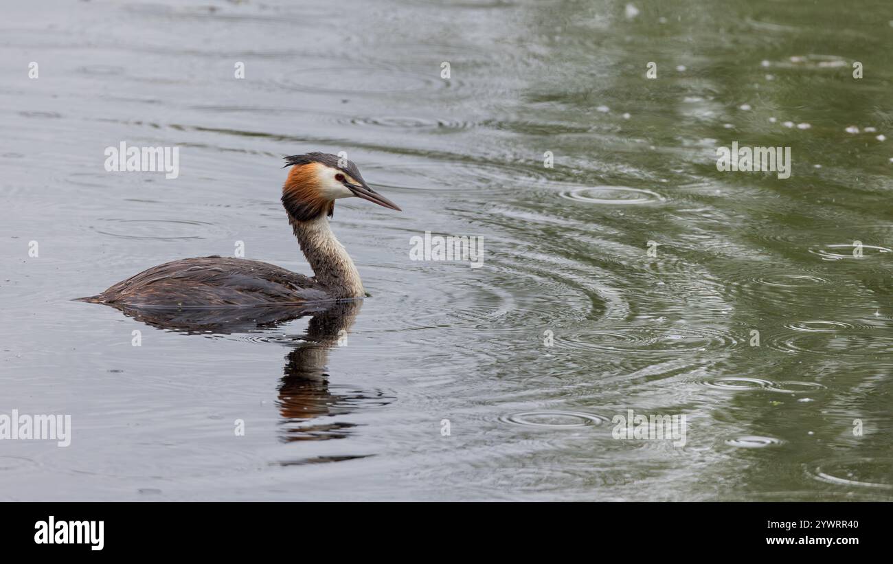 Great Crested Grebe [ Podiceps Cristatus ] con riflesso Foto Stock
