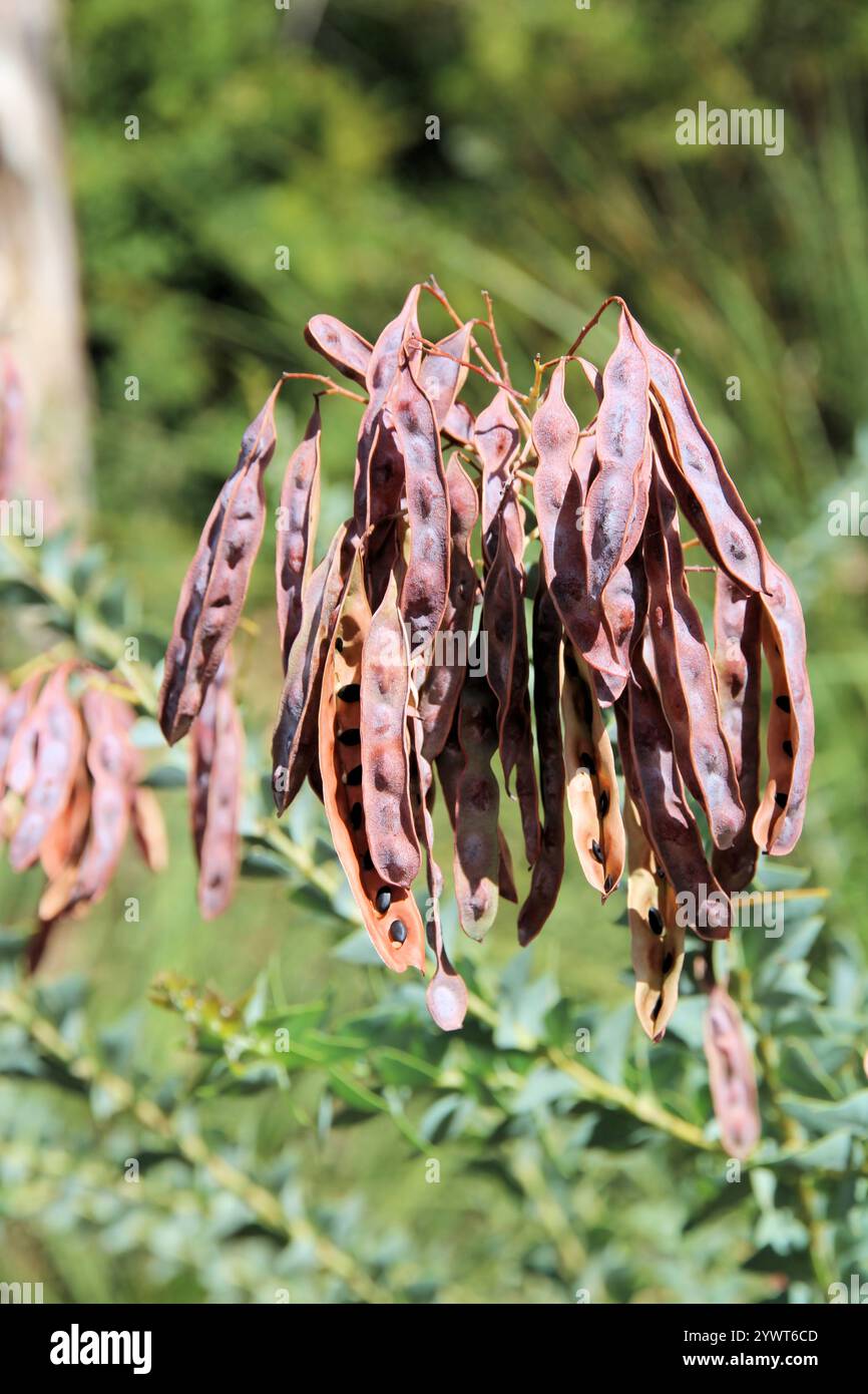 Cialde di semi di giovane albero di Wattle (Acacia cultriformis) a foglia di coltello Foto Stock