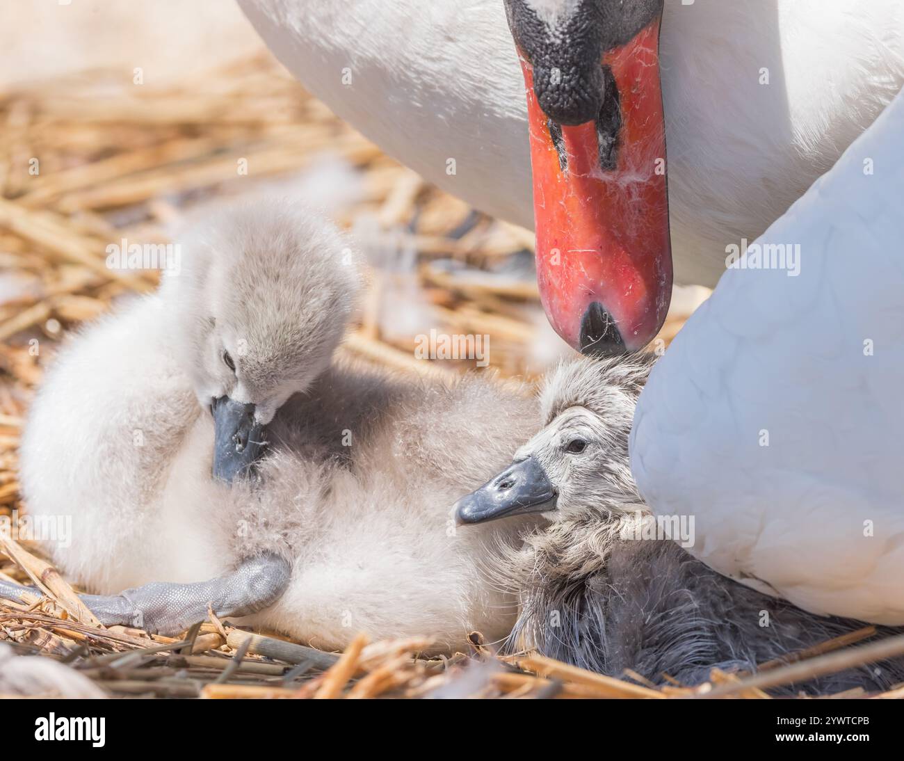 Cignette mute Swan [ Cygnus olor ] con uccello adulto nel nido subito dopo la schiusa, Abbotsbury Swannery, Dorset, Regno Unito Foto Stock