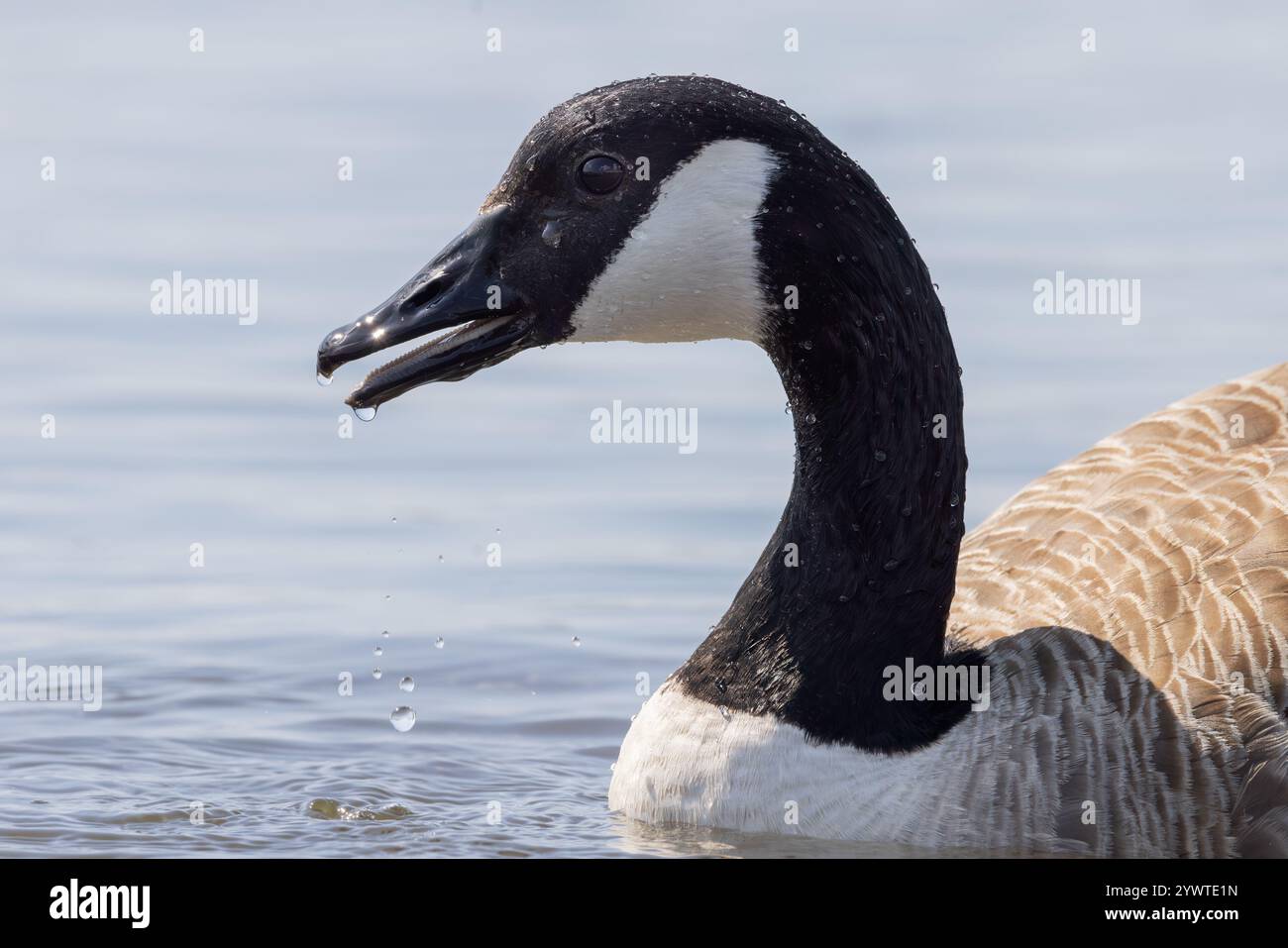 Canada Goose [ Branta Canadensis] primo piano di uccello con acqua che gocciola dal becco / becco Foto Stock
