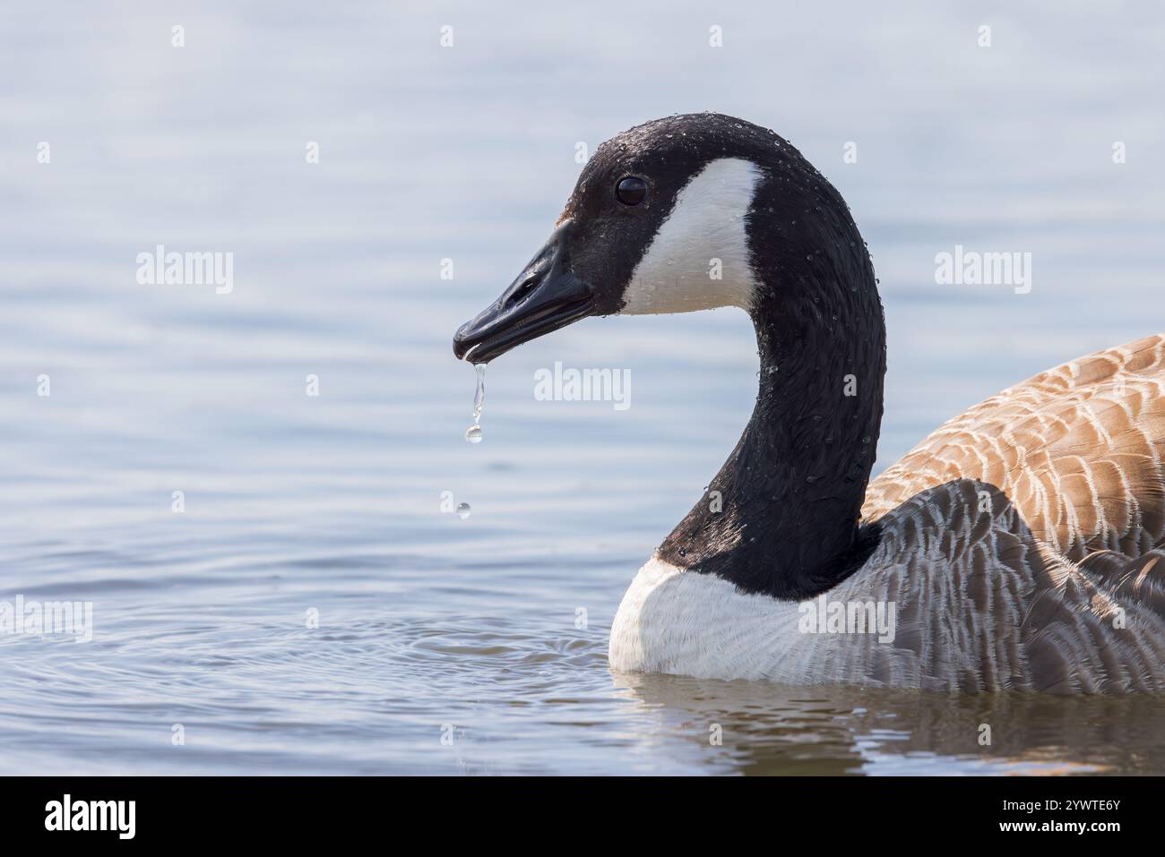 Canada Goose [ Branta Canadensis ] primo piano di uccello con acqua che gocciola dal becco / becco Foto Stock