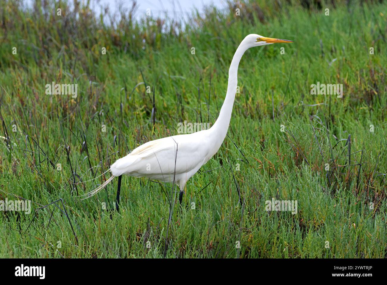 Great Egret (Ardea Alba), camminando attraverso l'erba alta nelle zone umide vicino a Huntington Beach, California. Acqua blu sullo sfondo. Foto Stock