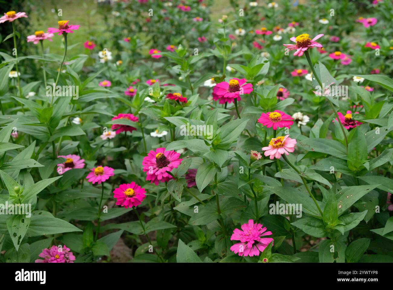 Il tappeto di zinnia elegans fiori Foto Stock