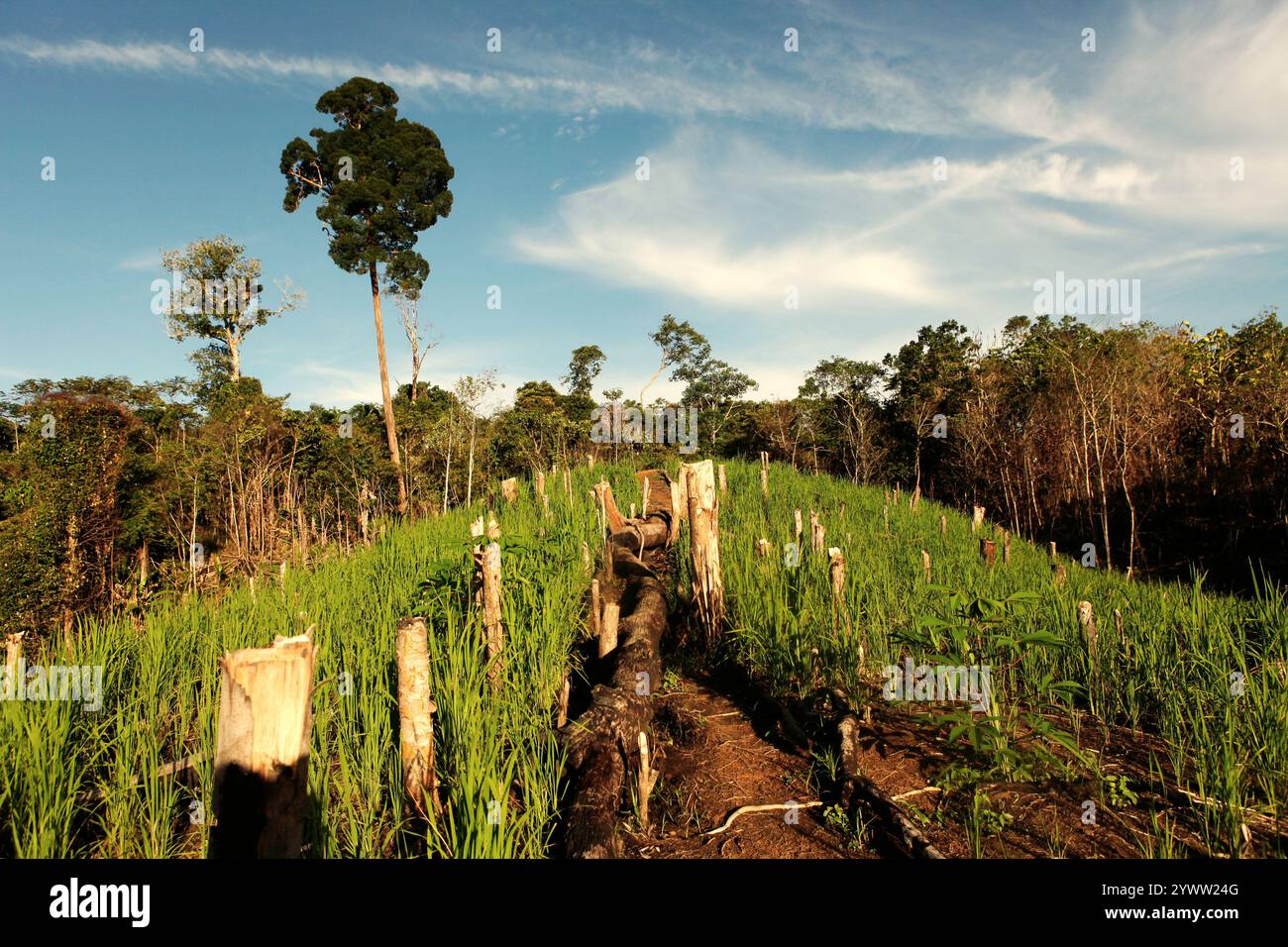Campo agricolo nel villaggio di Nanga Raun, Kalis, Kapuas Hulu, Kalimantan occidentale, Indonesia. Foto Stock