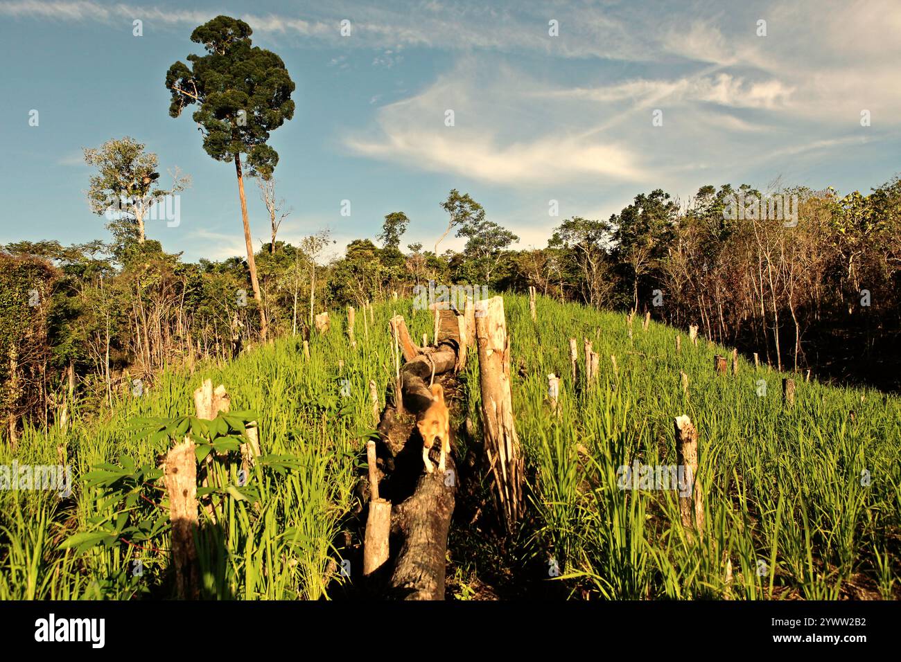 Un cane che cammina su un tronco di albero che giace su un sentiero nel mezzo del campo agricolo a Nanga Raun, Kalis, Kapuas Hulu, West Kalimantan, Indonesia. Foto Stock