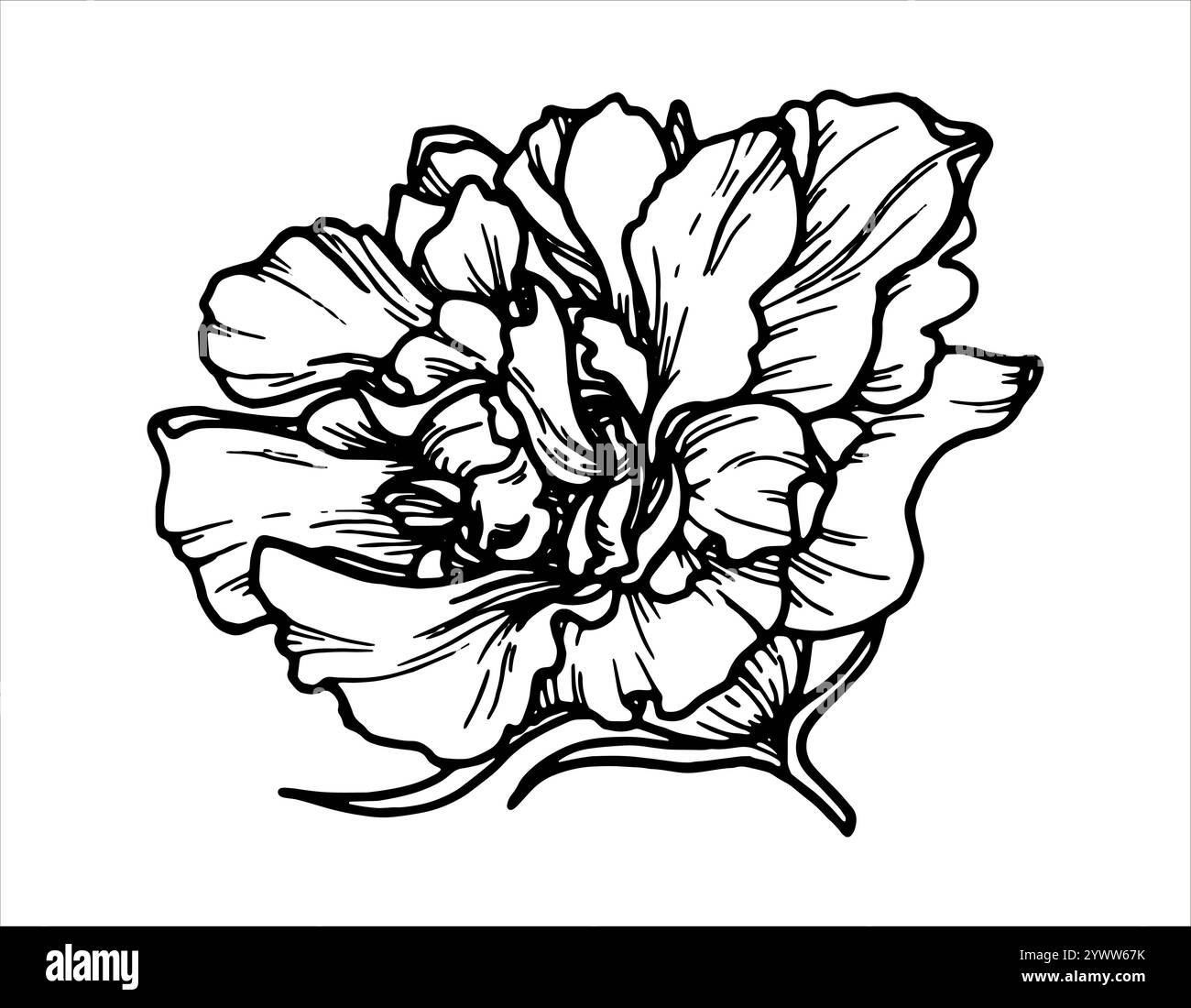 Delineare l'illustrazione del vettore botanico di un fiore con foglie. Elemento floreale disegnato a mano con un ramo di boccola. Perfetto per la creazione di risorse grafiche in Illustrazione Vettoriale