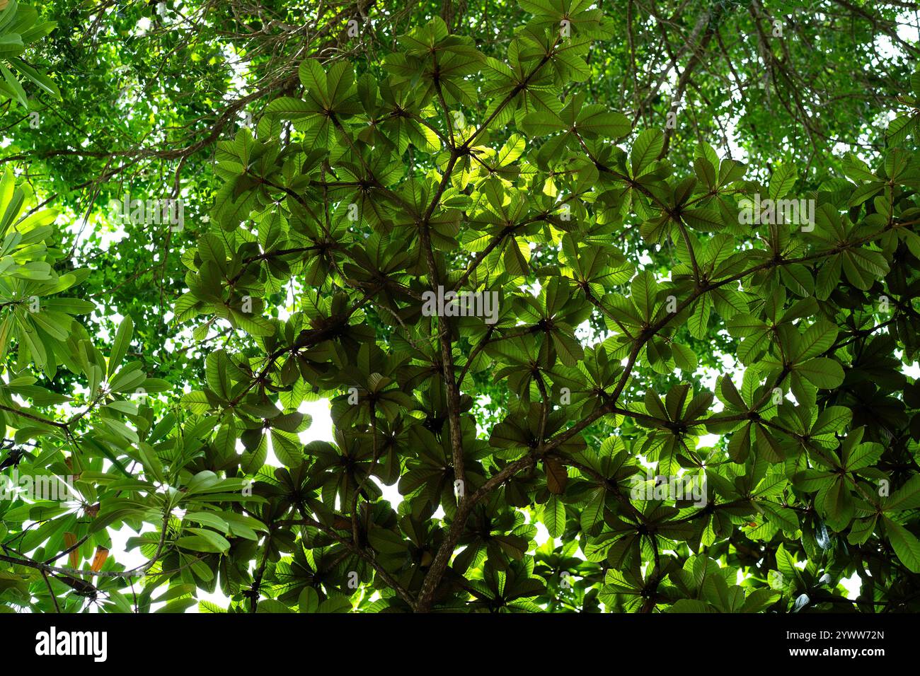 La luce del sole scorre attraverso la fitta tettoia, evidenziando le lussureggianti foglie di palma in una foresta tropicale. Foto Stock