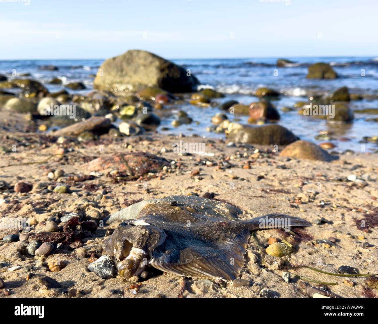 I pesci di passera di mare morti giacciono sulla spiaggia del Mar Baltico Foto Stock