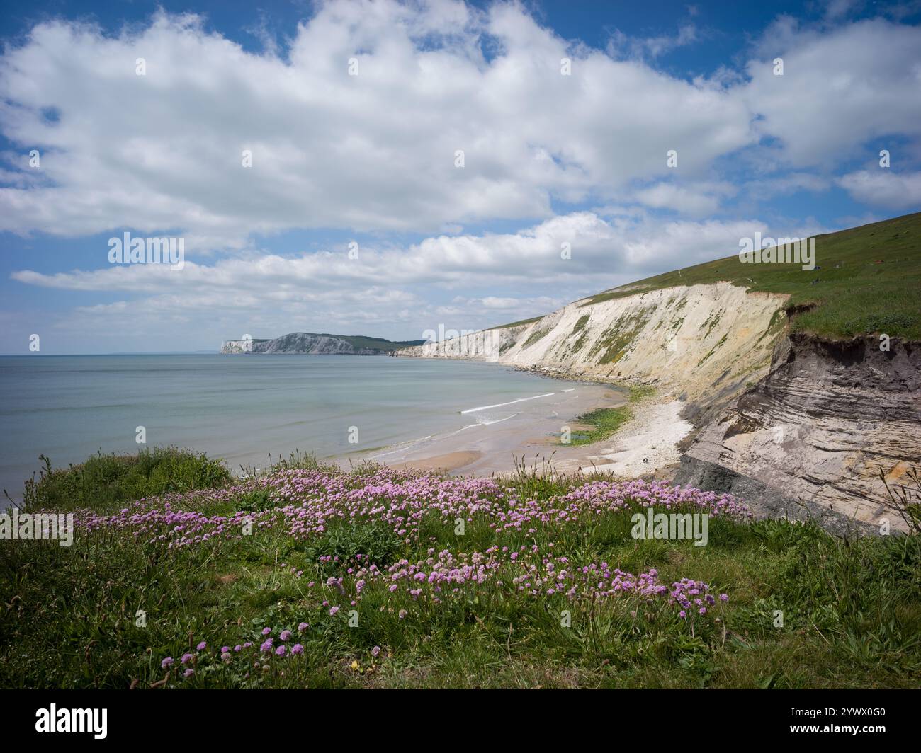 Scogliera di acqua dolce vista da Compton Down sull'Isola di Wight. Il thrift (Pinks di Mare) è in fiore in primo piano. Foto Stock