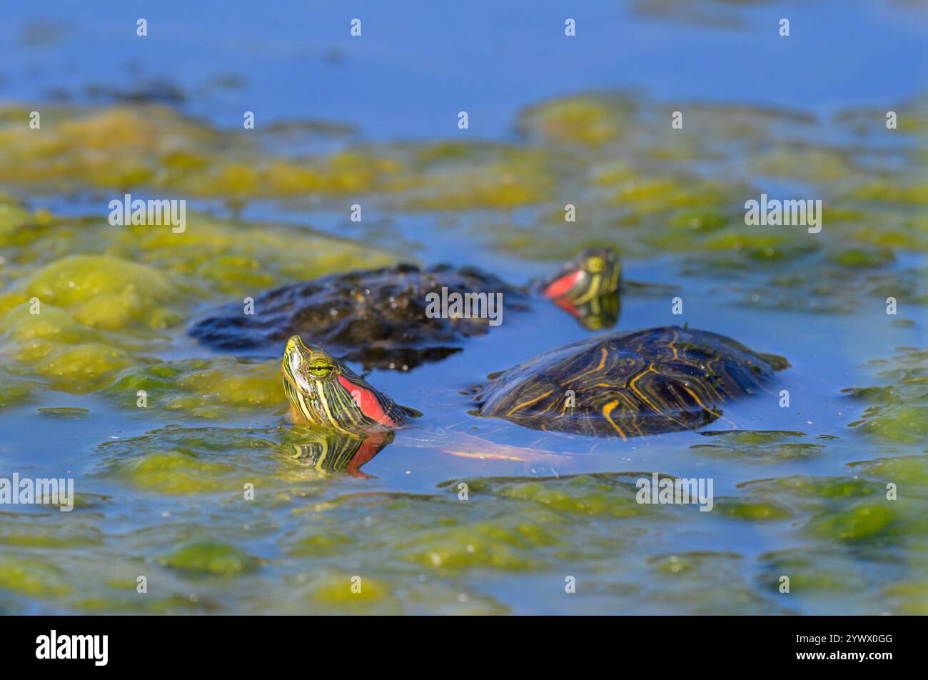 Un appuntamento di tartarughe di scorrimento dalle orecchie rosse (Trachemys scripta elegans) in un lago paludoso, Galveston, Texas, Stati Uniti. Foto Stock