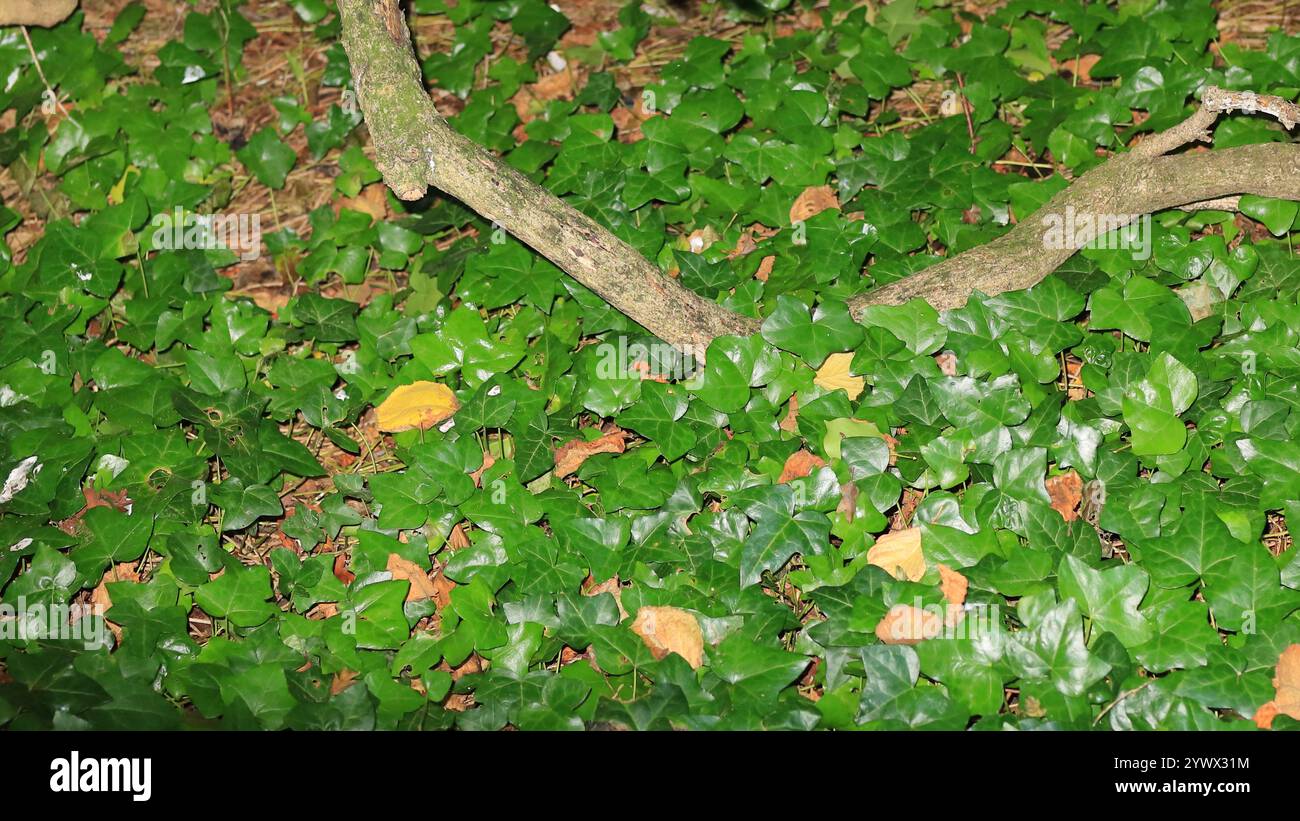 Vista grandangolare di un terreno boscoso con un ramo caduto circondato da edera. Foto Stock