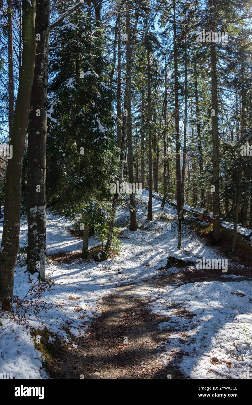 Un tranquillo sentiero invernale si snoda attraverso una foresta innevata a Mittenwald, Baviera. Gli alberi alti si stagliano maestosamente e i loro rami brillano nel Foto Stock