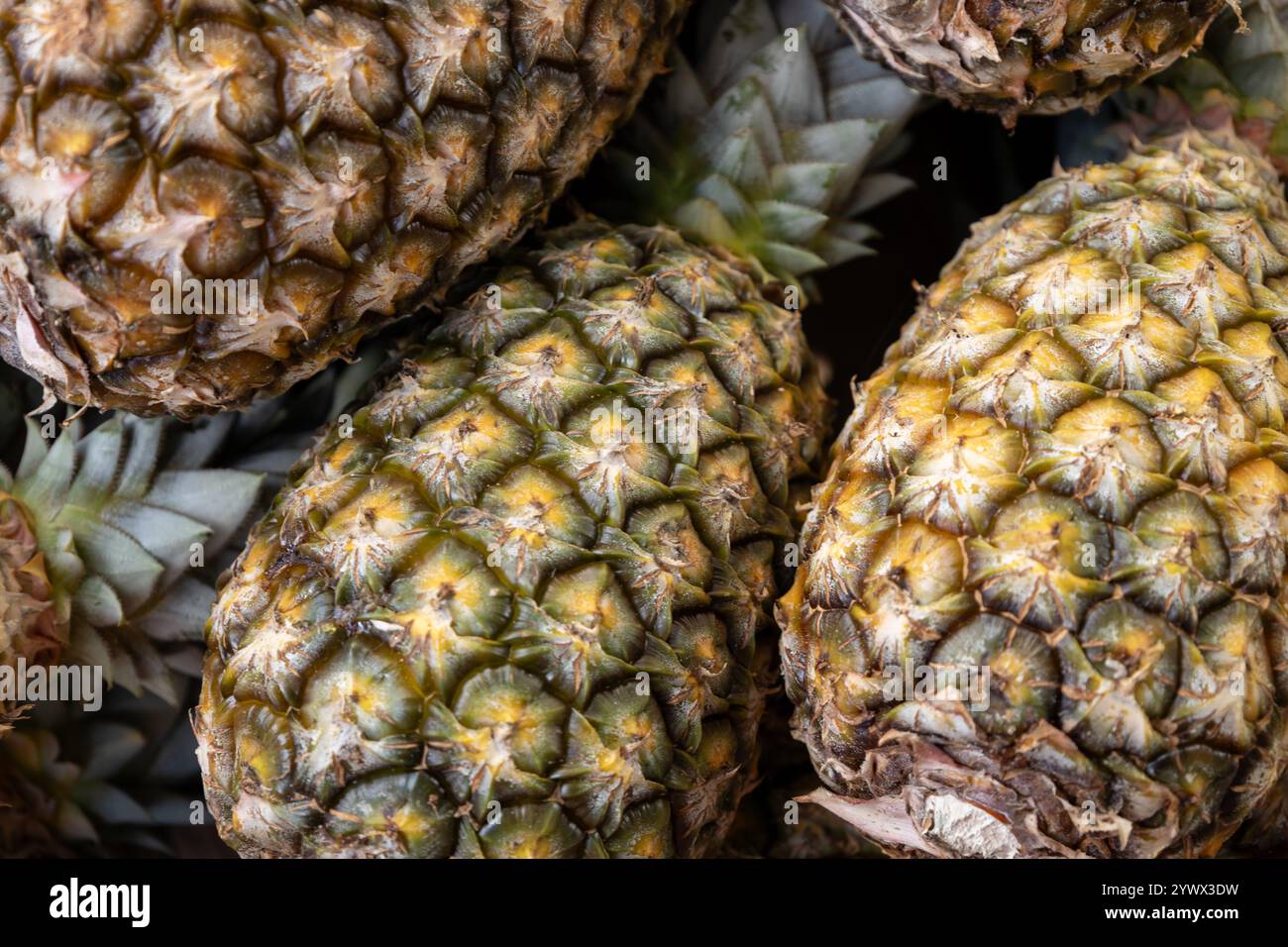 Ananas freschi sul mercato. Frutta tropicale dolce e succosa. Frutta tropicale. Foto Stock