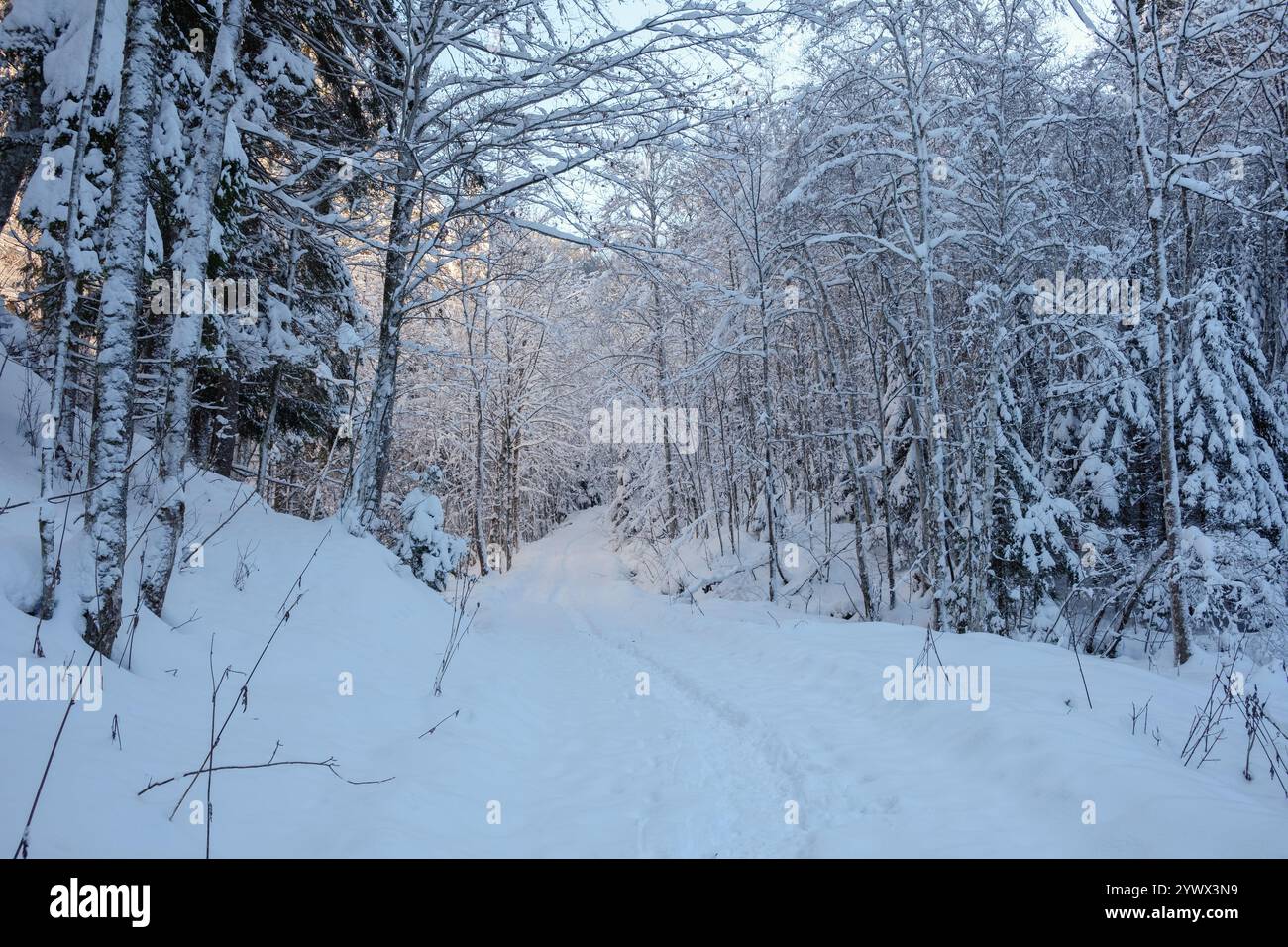 Un tranquillo sentiero si snoda attraverso un paesaggio invernale a Tagernsee, in Baviera. Gli alti alberi ricoperti di neve fresca creano un'atmosfera serena, perfetta per un po' di relax Foto Stock