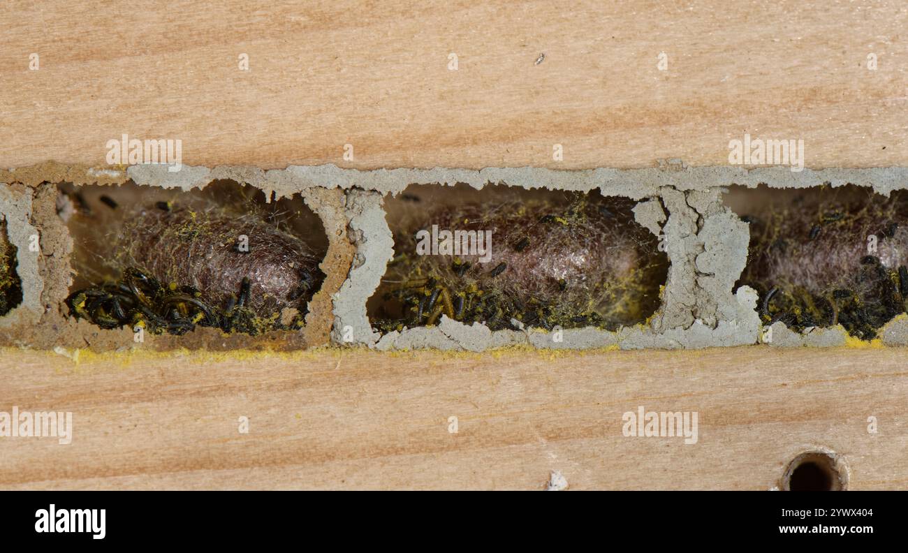 Red mason bee (Osmia bicornis) bozzoli e escrementi larvali all'interno di celle nidificate sigillate con fango in un hotel di insetti, Regno Unito, novembre. Foto Stock