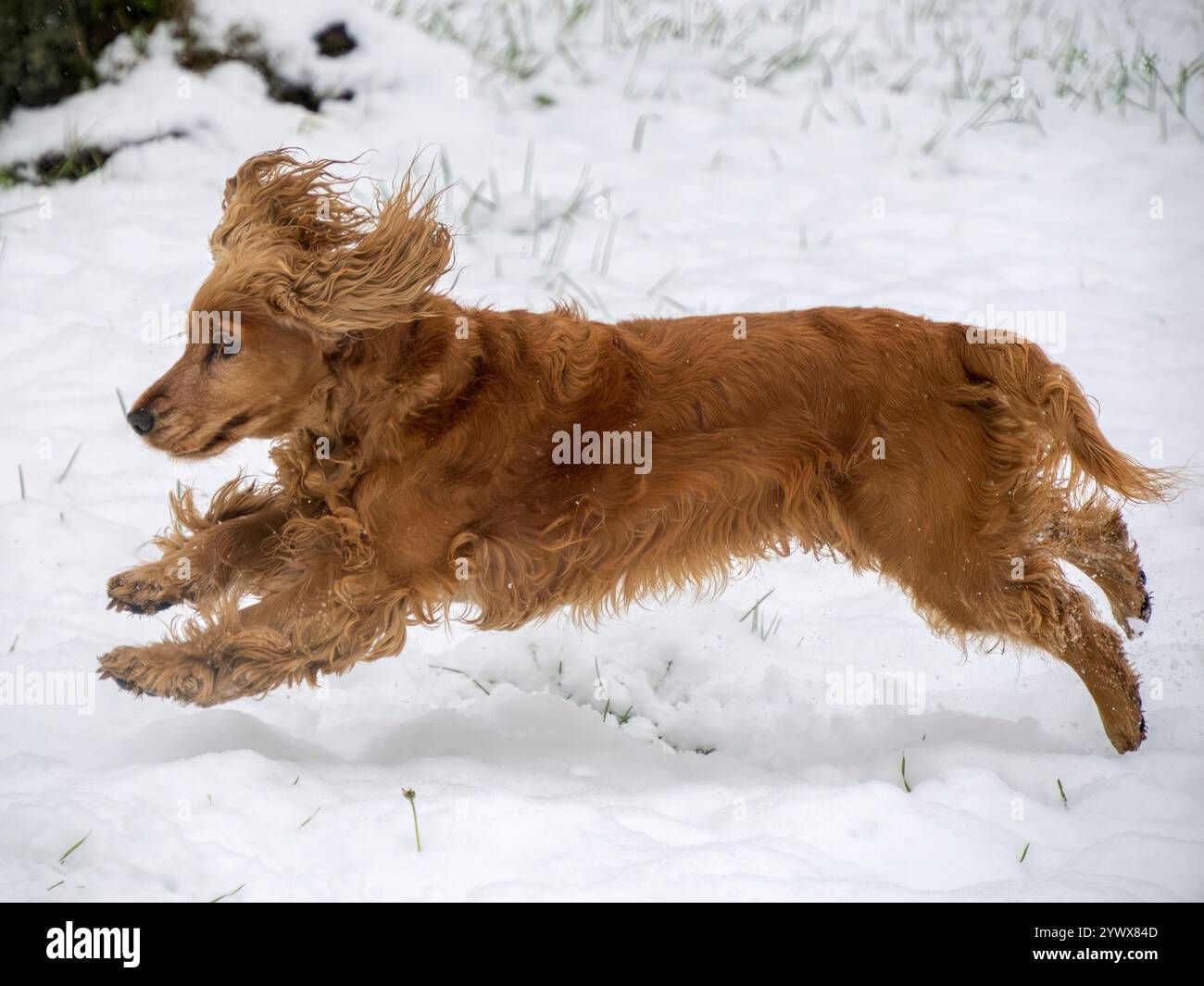 Un cane spaniel cocker felice nella neve Foto Stock