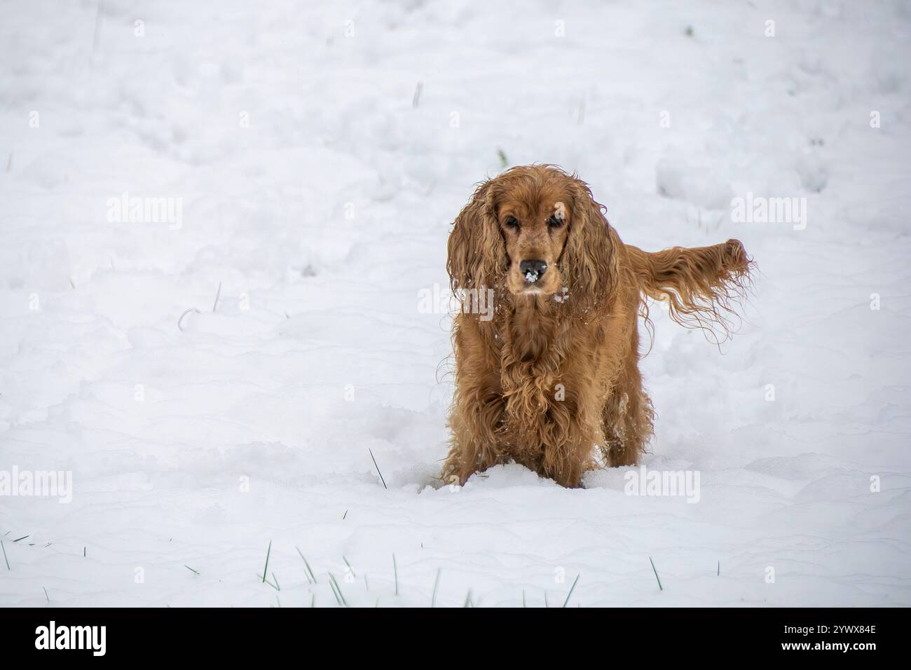 Un cane spaniel cocker felice nella neve Foto Stock