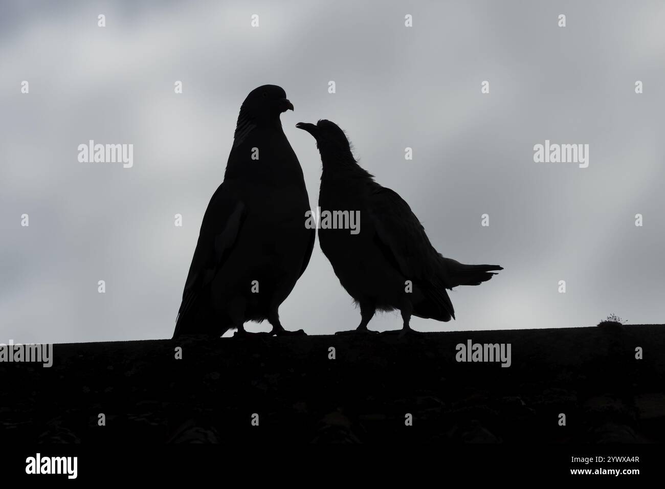 Piccione di legno (palumbus Columba) silhouette di due uccelli un giovane cobb che chiede cibo a un uccello adulto sul tetto di una casa urbana, Inghilterra, United Foto Stock