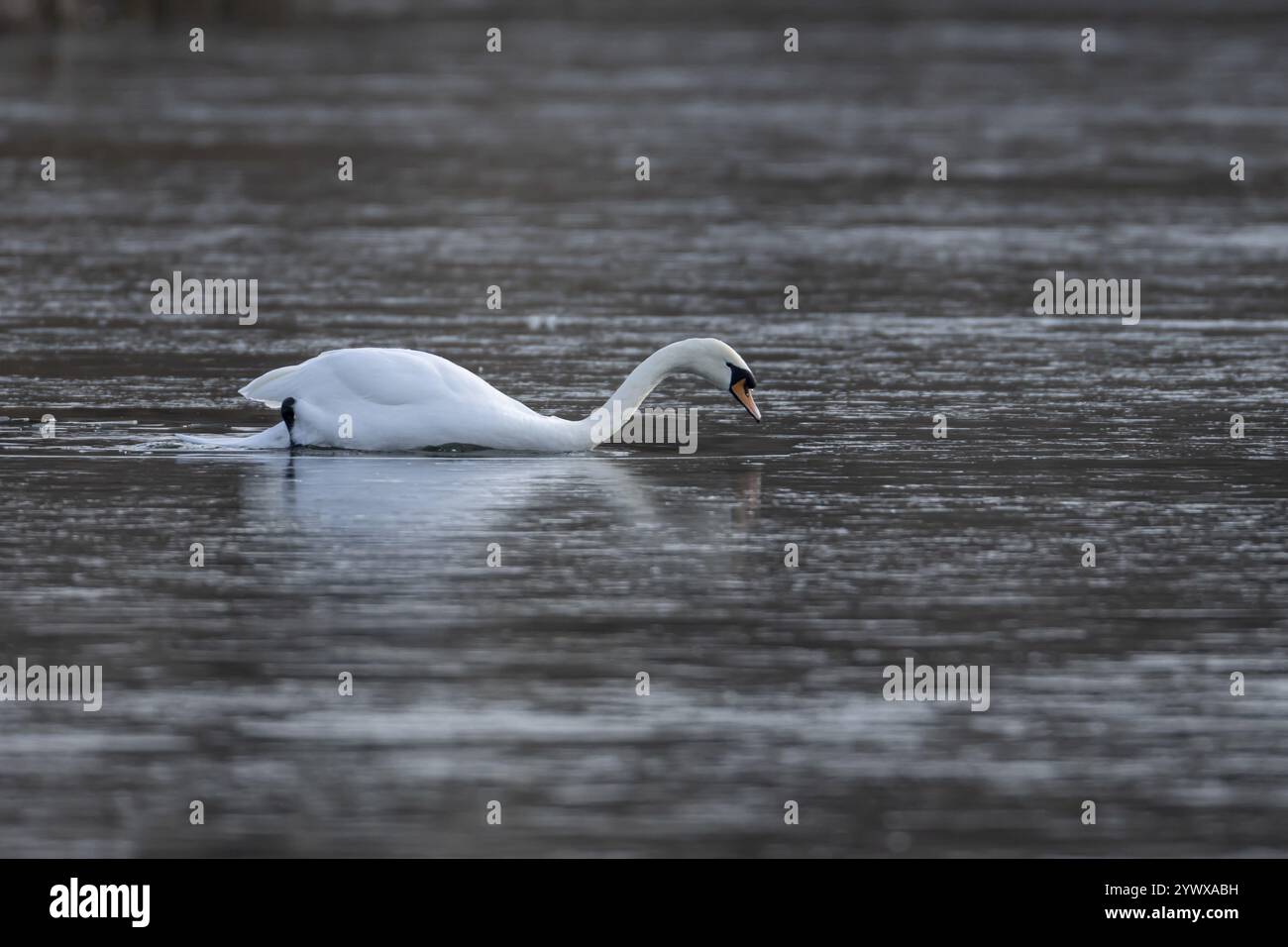 Cigno muto (Cygnus olor) uccello adulto che nuota su un lago ghiacciato in inverno, Inghilterra, Regno Unito, Europa Foto Stock