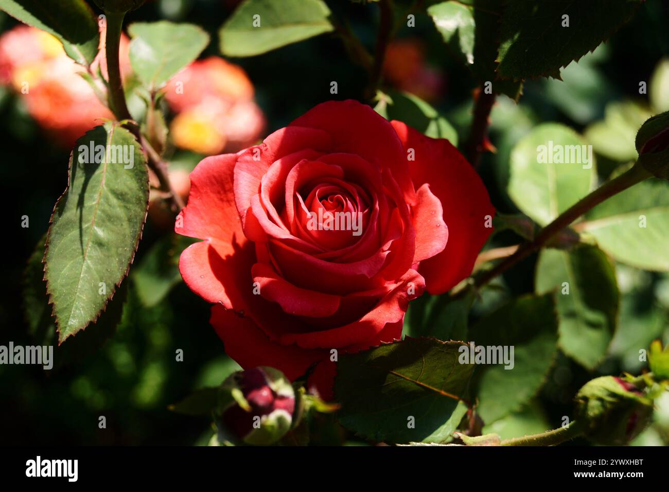 Primo piano di una vivace rosa rossa alla luce naturale del sole Foto Stock