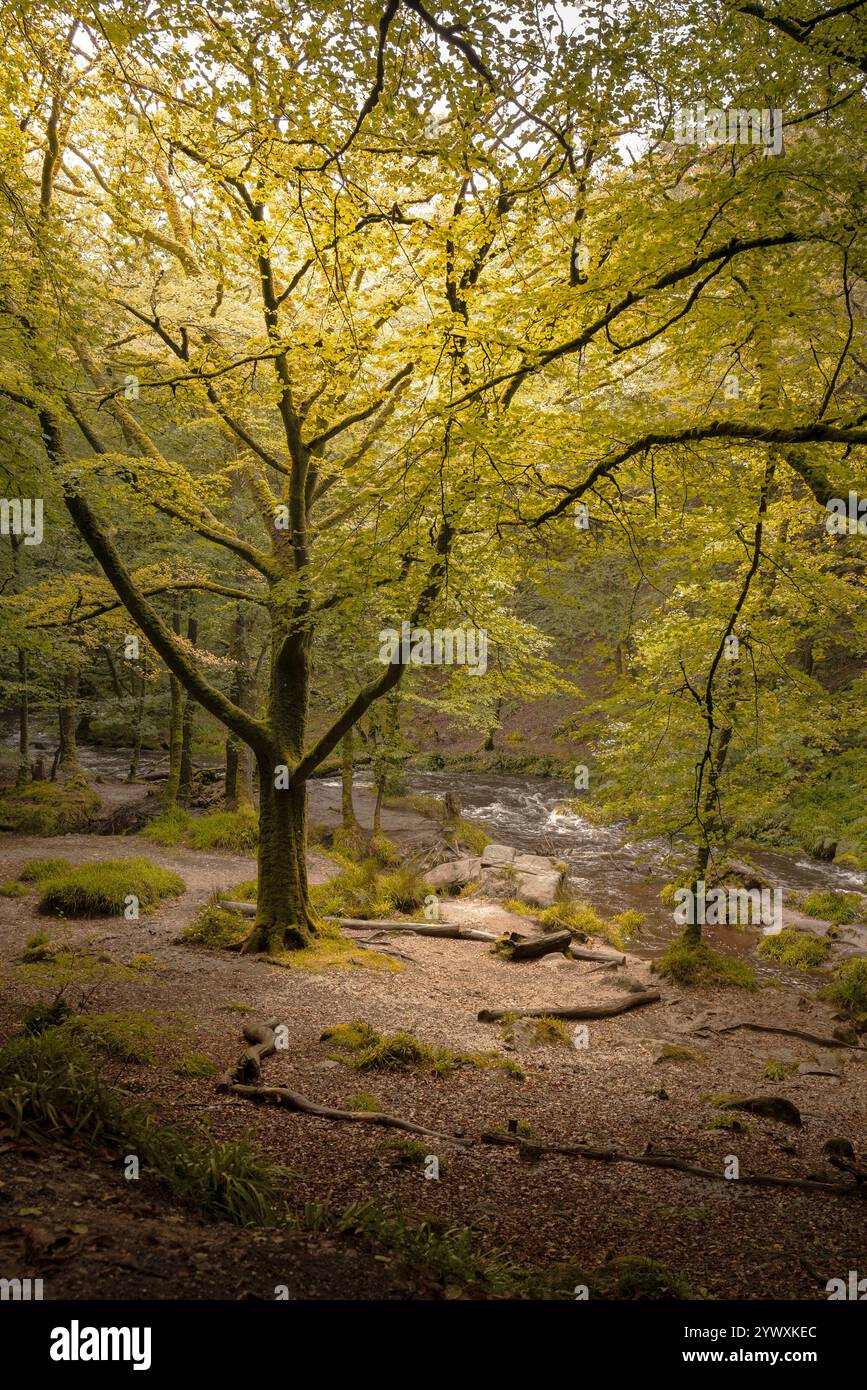 Cascate di Golitha. Il fiume Fowey scorre attraverso l'antico bosco di querce di Draynes Wood a Bodmin Moor in Cornovaglia nel Regno Unito. Foto Stock