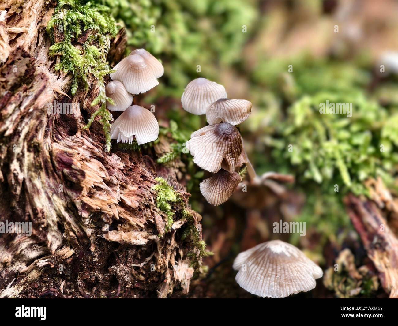 Il fungo Mycena haematopus, o elmetto da fata sanguinante, cresce in natura su tronchi di legno umidi e muschiati Foto Stock