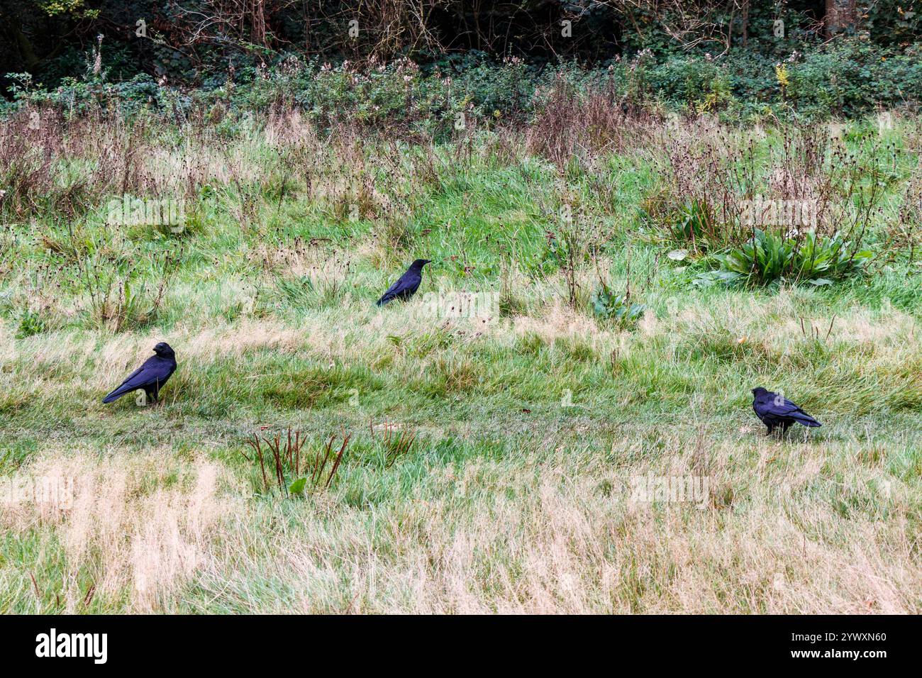 Tre corvi che scavano sulla prateria, Londra, Regno Unito Foto Stock