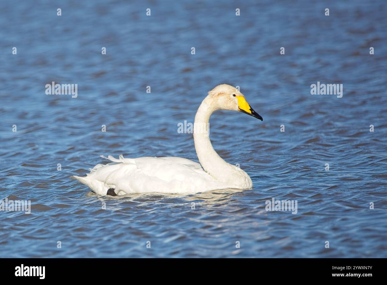 Cigno adulto (Cygnus cygnus) che nuota attraverso un lago in autunno. Foto Stock