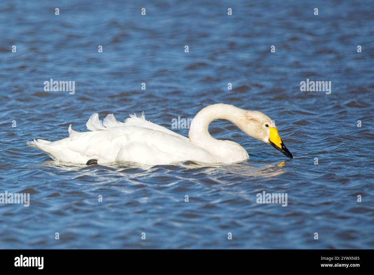 Cigno adulto (Cygnus cygnus) che nuota attraverso un lago in autunno. Foto Stock