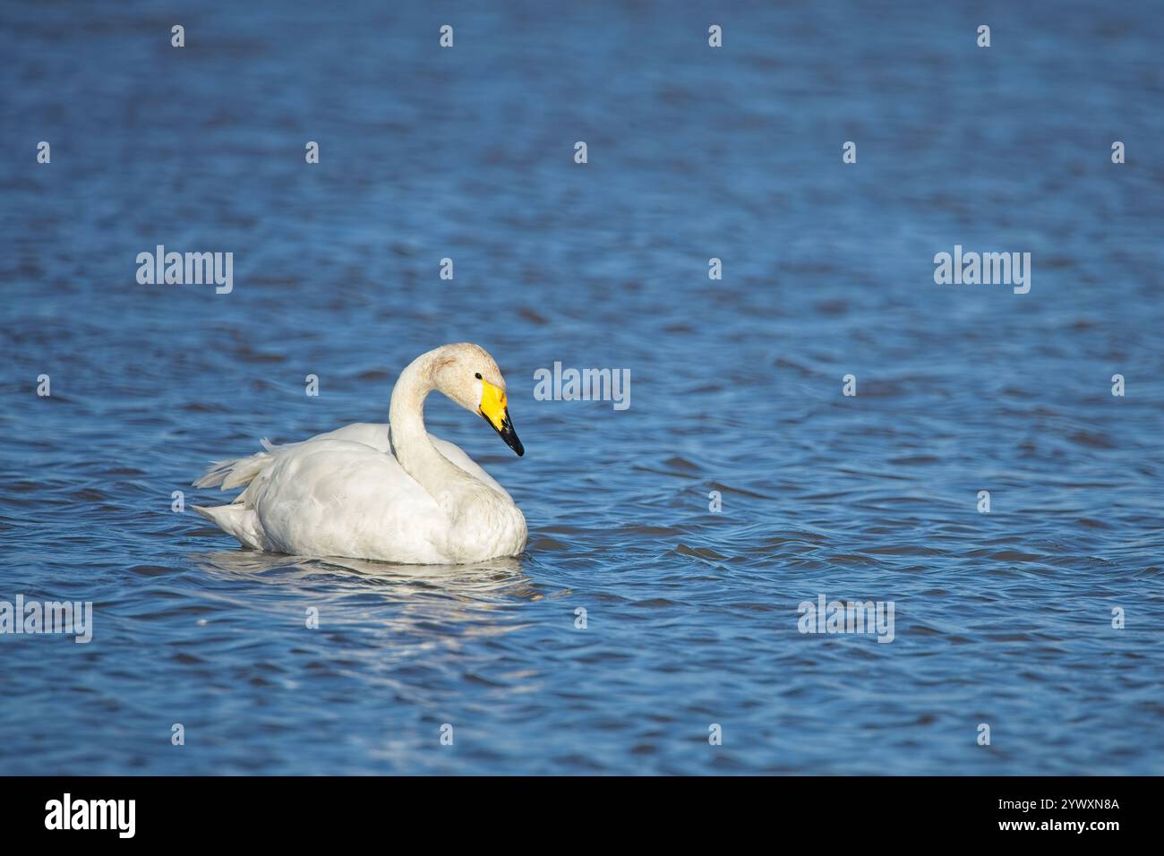 Cigno adulto (Cygnus cygnus) che nuota attraverso un lago in autunno. Foto Stock