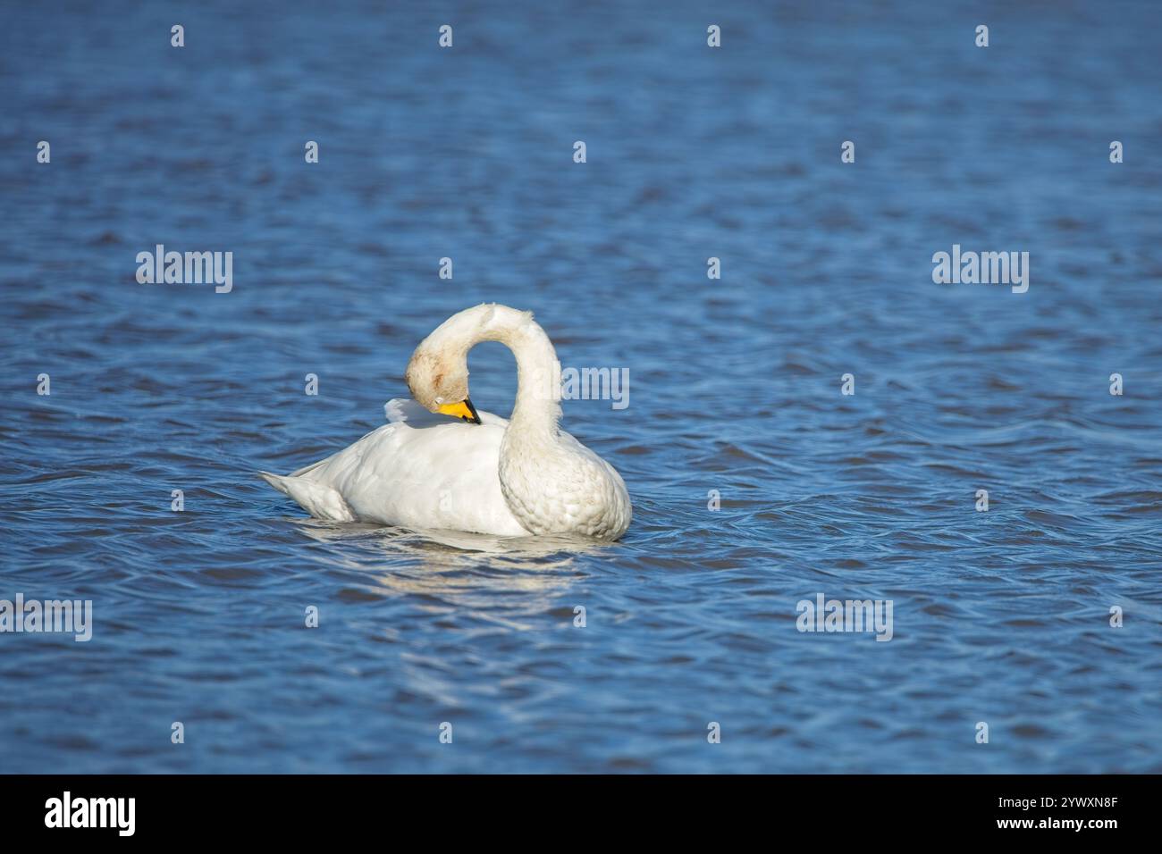 Cigno adulto (Cygnus cygnus) che nuota attraverso un lago in autunno. Foto Stock