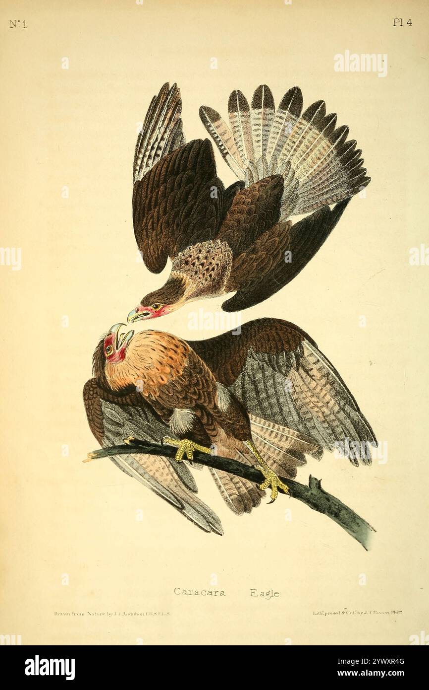 Aquila brasiliana Polyborus Braziliensis dagli uccelli d'America : da disegni realizzati negli Stati Uniti e nei loro territori volume 1. Tavole disegnate da John James Audubon e litografie di John T. Bowen di Philadelphia e Endicott di New York; pubblicato nel 1840 Foto Stock