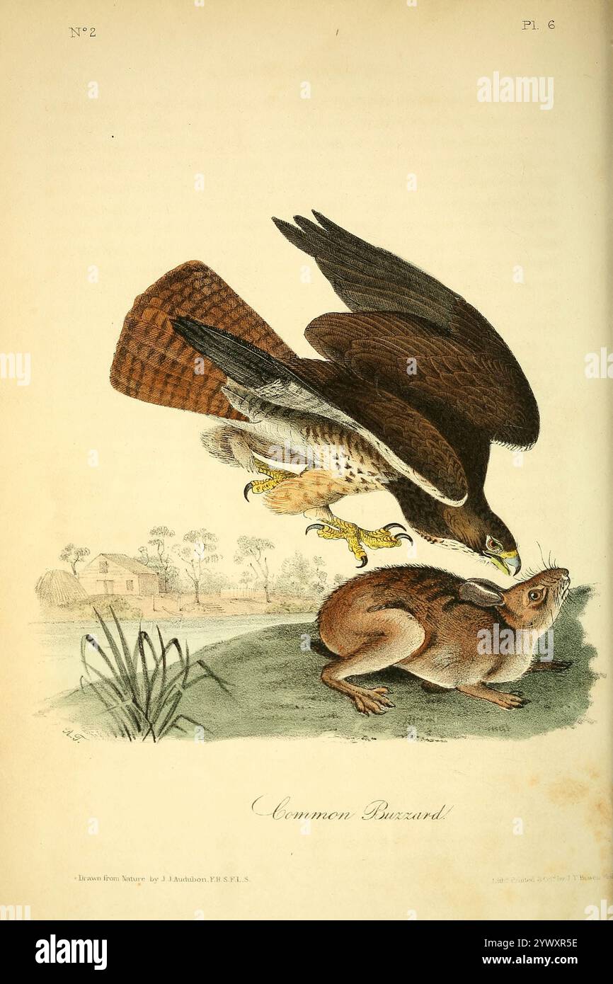 Il ronzio comune (Buteo buteo qui come Buteo vulgaris) è un rapace medio-grande che ha una vasta gamma. From the Birds of America : da disegni realizzati negli Stati Uniti e nei loro territori volume 1. Tavole disegnate da John James Audubon e litografie di John T. Bowen di Philadelphia e Endicott di New York; pubblicato nel 1840 Foto Stock