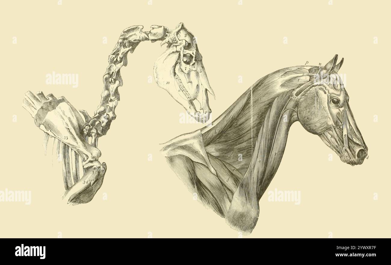 Due viste: Una di una porzione della struttura ossea, che mostra la testa, il collo e le spalle; e l'altra è composta dai muscoli superficiali, che coprono le parti precedenti; dall'anatomia e fisiologia del cavallo: Con illustrazioni anatomiche e di domande. Contenente anche una serie di esami sull'anatomia e la fisiologia equina, con istruzioni relative alla dissezione e alla modalità di preparazione anatomica. A cui si aggiunge, glossario di tecnicismi veterinari, grafico tossicologico e dizionario di scienza veterinaria di Dadd, George H., data di pubblicazione 1857 Foto Stock