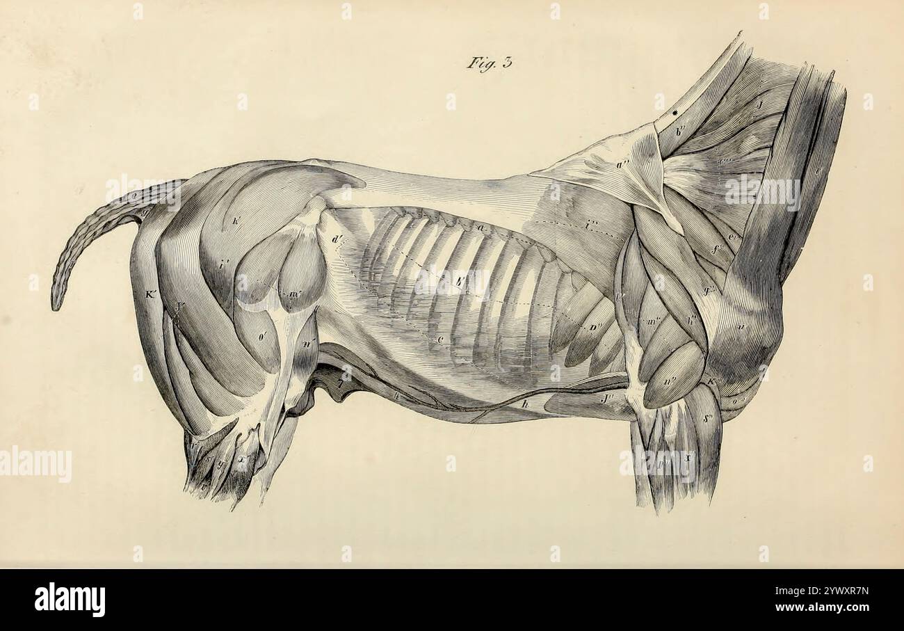 Rappresentazione dei muscoli superficiali del corpo, di una parte del collo e delle estremità dall'anatomia e dalla fisiologia del cavallo: Con illustrazioni anatomiche e di domande. Contenente anche una serie di esami sull'anatomia e la fisiologia equina, con istruzioni relative alla dissezione e alla modalità di preparazione anatomica. A cui si aggiunge, glossario di tecnicismi veterinari, grafico tossicologico e dizionario di scienza veterinaria di Dadd, George H., data di pubblicazione 1857 Foto Stock
