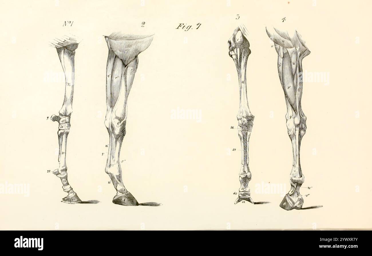 Near FORE-Artity: I numeri 1 e 3 sono viste laterali e posteriori delle ossa dell'arto anteriore vicino; i numeri 2 e 4 mostrano i muscoli e i tendini appartenenti alle regioni sopra indicate dall'anatomia e dalla fisiologia del cavallo: Con illustrazioni anatomiche e di domande. Contenente anche una serie di esami sull'anatomia e la fisiologia equina, con istruzioni relative alla dissezione e alla modalità di preparazione anatomica. A cui si aggiunge, glossario di tecnicismi veterinari, grafico tossicologico e dizionario di scienza veterinaria di Dadd, George H., data di pubblicazione 1857 Foto Stock