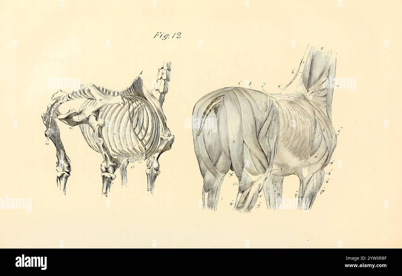 La figura a sinistra nella direzione posteriore mostra una parte dei muscoli del corpo, del collo e degli arti; il taglio a destra mostra le ossa che entrano nella composizione di queste parti. Dall'anatomia e fisiologia del cavallo: Con illustrazioni anatomiche e domande. Contenente anche una serie di esami sull'anatomia e la fisiologia equina, con istruzioni relative alla dissezione e alla modalità di preparazione anatomica. A cui si aggiunge, glossario di tecnicismi veterinari, grafico tossicologico e dizionario di scienza veterinaria di Dadd, George H., data di pubblicazione 1857 Foto Stock