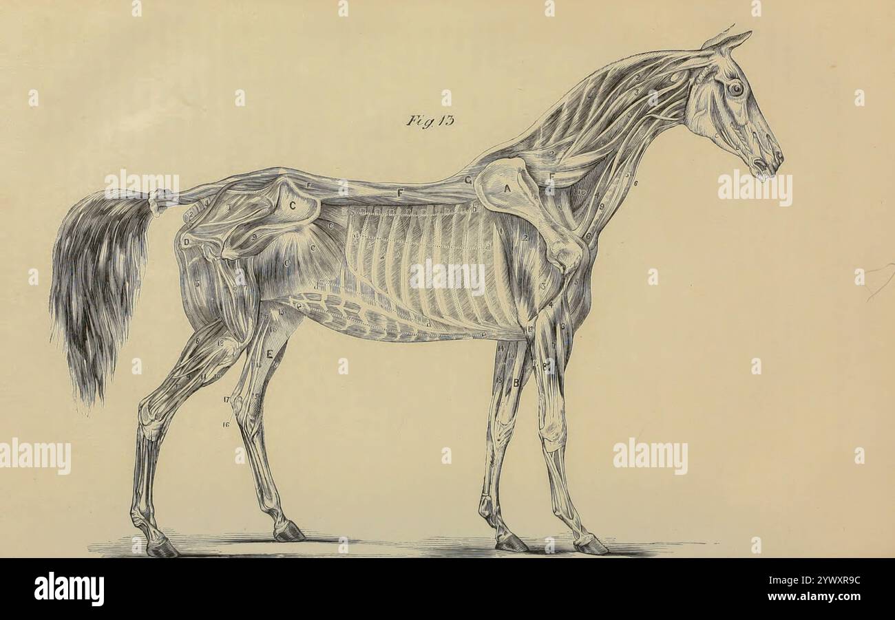 Una vista laterale dei muscoli in profondità: È presa dai "contorni" di Mr. Blaine ed è una delle lastre più magnifiche mai presentate al pubblico. Dall'anatomia e fisiologia del cavallo: Con illustrazioni anatomiche e domande. Contenente anche una serie di esami sull'anatomia e la fisiologia equina, con istruzioni relative alla dissezione e alla modalità di preparazione anatomica. A cui si aggiunge, glossario di tecnicismi veterinari, grafico tossicologico e dizionario di scienza veterinaria di Dadd, George H., data di pubblicazione 1857 Foto Stock