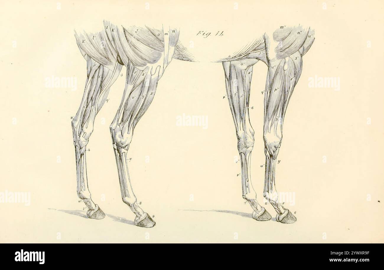 Una visione dei muscoli e tendini delle estremità anteriore e posteriore dall'anatomia e fisiologia del cavallo: Con illustrazioni anatomiche e domande. Contenente anche una serie di esami sull'anatomia e la fisiologia equina, con istruzioni relative alla dissezione e alla modalità di preparazione anatomica. A cui si aggiunge, glossario di tecnicismi veterinari, grafico tossicologico e dizionario di scienza veterinaria di Dadd, George H., data di pubblicazione 1857 Foto Stock