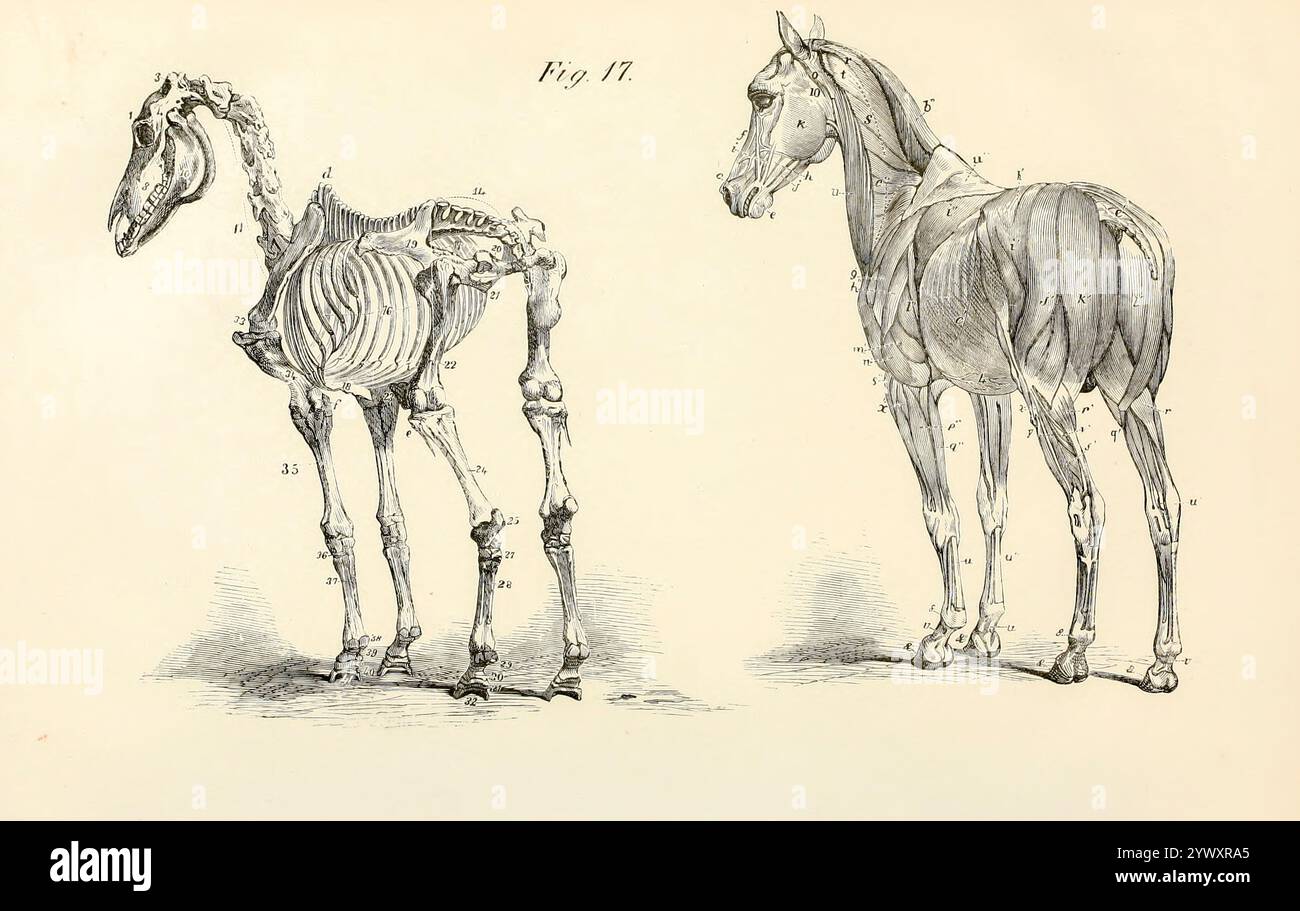 due viste (viste da una direzione posteriore): una contiene una grande porzione dei muscoli superficiali del corpo e degli arti, e l'altra mostra la base della loro sovrastruttura. Dall'anatomia e fisiologia del cavallo: Con illustrazioni anatomiche e domande. Contenente anche una serie di esami sull'anatomia e la fisiologia equina, con istruzioni relative alla dissezione e alla modalità di preparazione anatomica. A cui si aggiunge, glossario di tecnicismi veterinari, grafico tossicologico e dizionario di scienza veterinaria di Dadd, George H., data di pubblicazione 18 Foto Stock