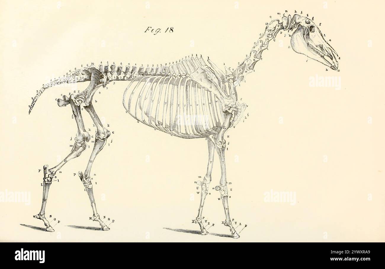Lo scheletro di un cavallo dell'anatomia e della fisiologia del cavallo: Con illustrazioni anatomiche e di domande. Contenente anche una serie di esami sull'anatomia e la fisiologia equina, con istruzioni relative alla dissezione e alla modalità di preparazione anatomica. A cui si aggiunge, glossario di tecnicismi veterinari, grafico tossicologico e dizionario di scienza veterinaria di Dadd, George H., data di pubblicazione 1857 Foto Stock