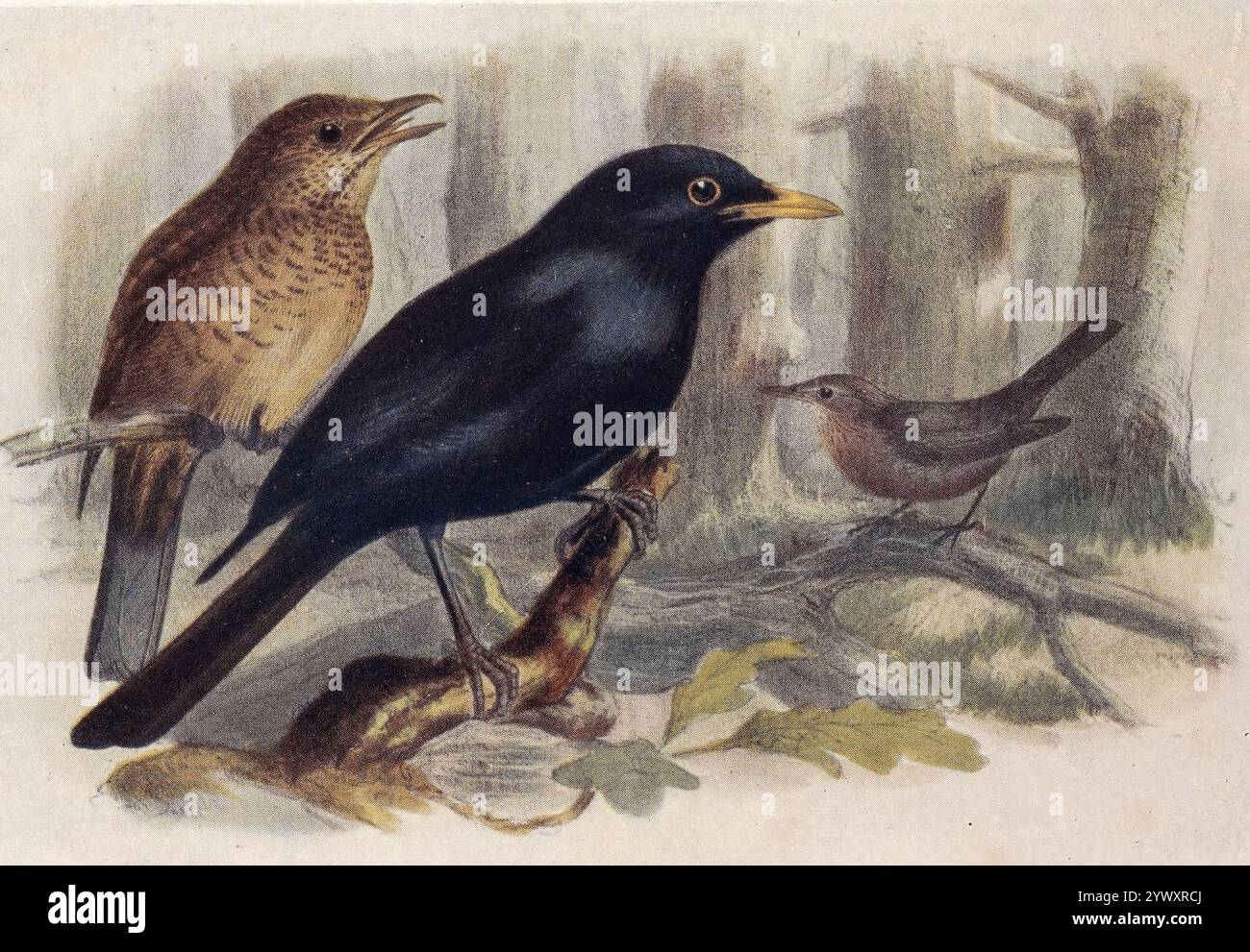 BLACKBIRD (Turdus merula) Adult MALE, Adult FEMALE, AND YOUNG from ' The open book of nature : an introduction to nature study ' di Charles Albert Hall, data di pubblicazione 1911 Editore London : Adam and Charles Black Foto Stock
