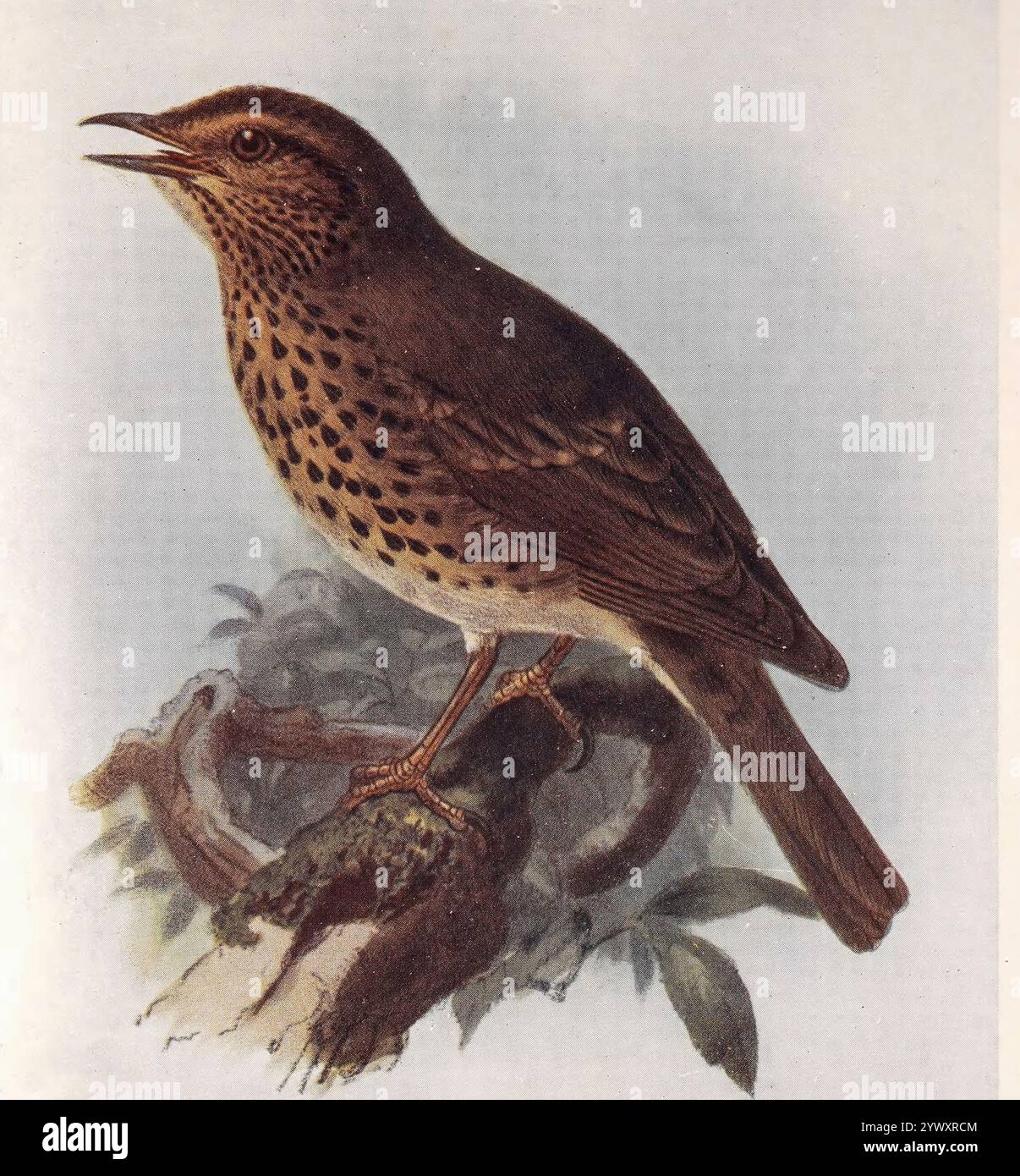 Song Thrush (Turdus philomelos) da " The open book of nature : an introduction to nature study " di Charles Albert Hall, data di pubblicazione 1911 Editore London : Adam and Charles Black Foto Stock