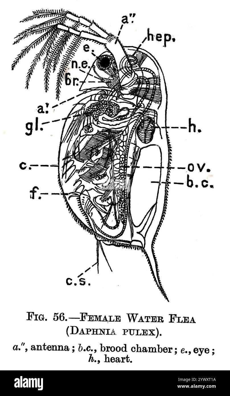 Schizzo di una pulce d'acqua femminile (Daphnia pulex). Mostra: Antenna; camera di covata; occhio; cuore; da " The open book of nature : an introduction to nature study " di Charles Albert Hall, data di pubblicazione 1911 Editore London : Adam and Charles Black Foto Stock