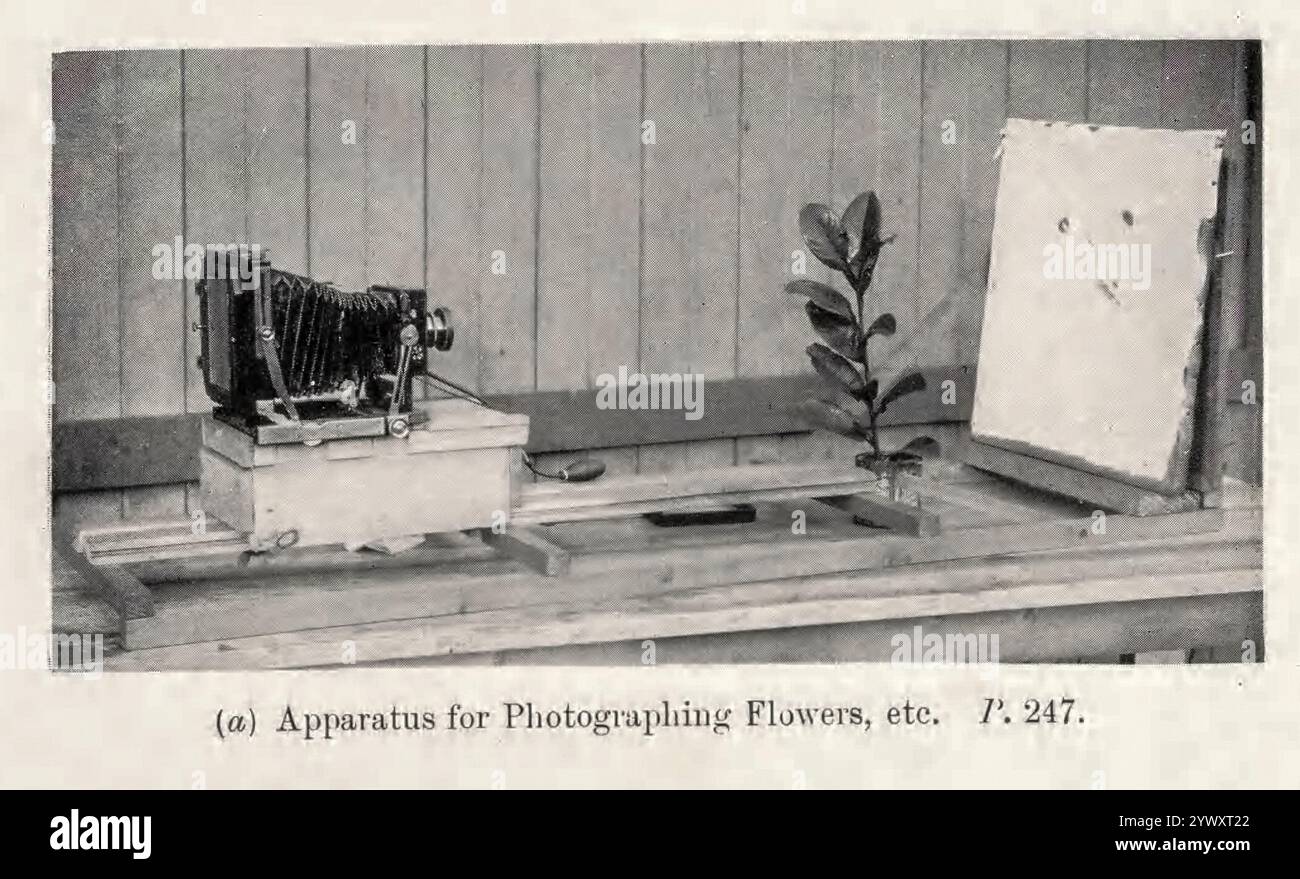Flower Photography nel 1911 da ' The open book of nature : an introduction to nature study' di Charles Albert Hall, data di pubblicazione 1911 Editore London : Adam and Charles Black Foto Stock