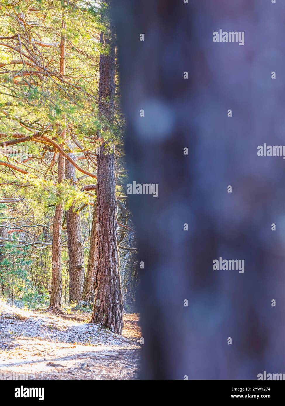 La luce del sole dorata scorre attraverso alti alberi in una tranquilla foresta, creando un'atmosfera tranquilla. Il soffice bagliore illumina il percorso, invitando a esplorare Foto Stock