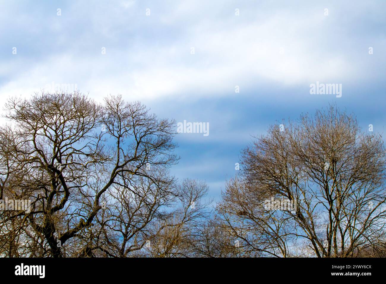 Alberi isolati su uno sfondo blu. Idea di fotografia della foresta naturale. Risorse grafiche. Alberi decidui. Campagna, fauna selvatica. Niente persone. Foto Stock