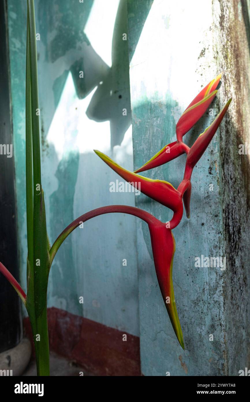 Vietnam, Hoi An, 2024-02-19 città vecchia, Red heliconia, fiore, minimalismo, design, decorazione, luce, ombre, ispirazione, pittura blu, sole Foto Stock