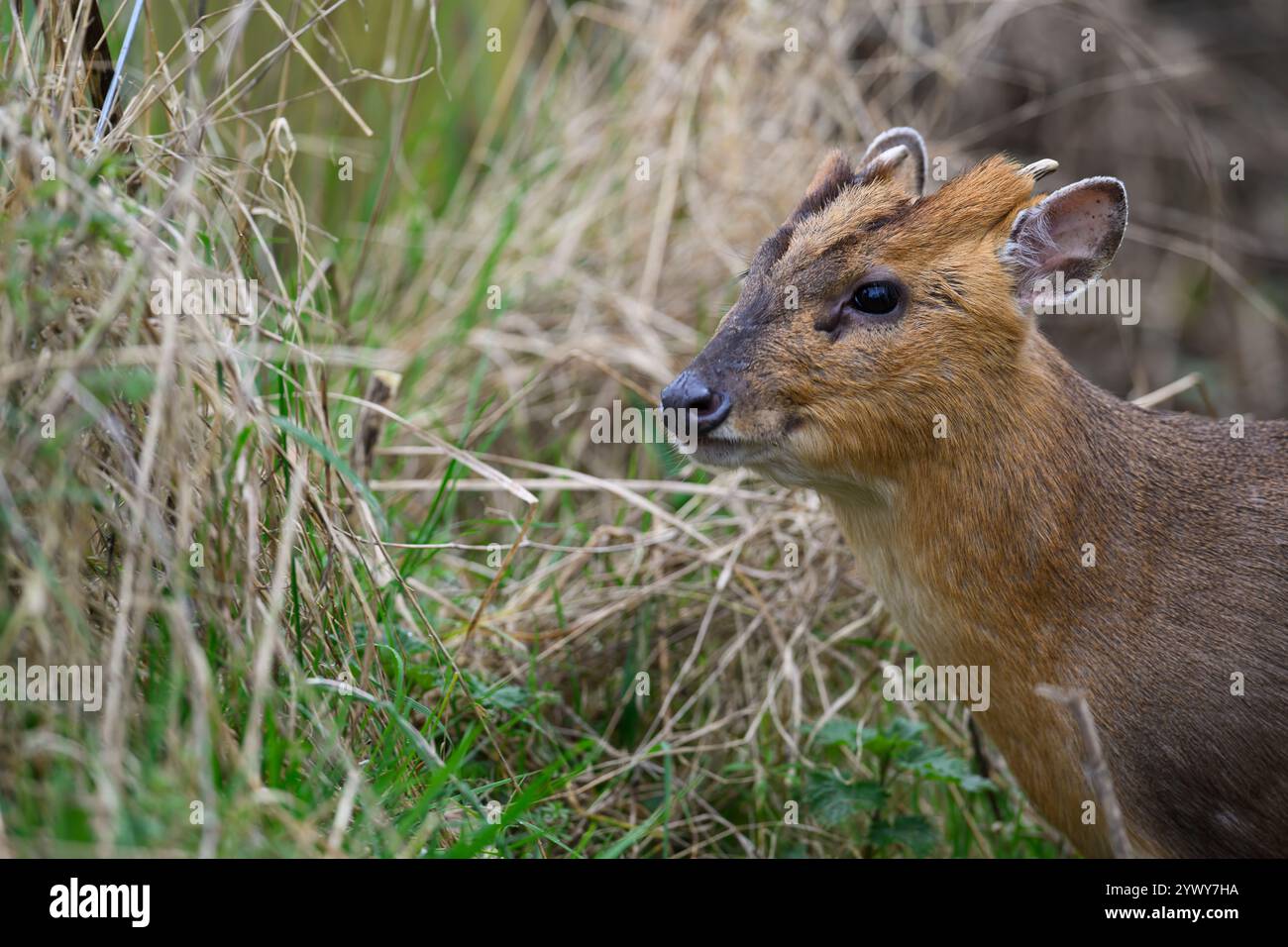 Muntjac Deer, Hickling, Norfolk Foto Stock