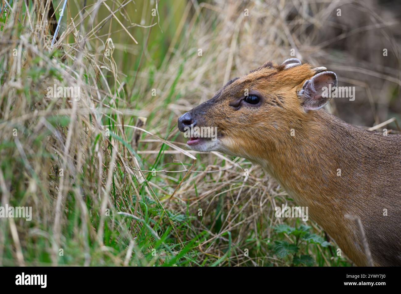 Muntjac Deer, Hickling, Norfolk Foto Stock